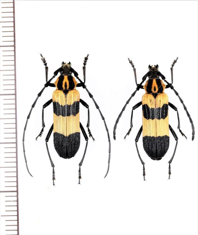 画像1: ベニボタル擬態のカミキリムシの一種　Parevander xanthomelas　ペア　メキシコ