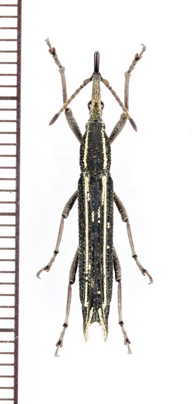 画像1: ミツギリゾウムシの一種　Ceocephalus sp.　♀　フィリピン（ミンダナオ島）