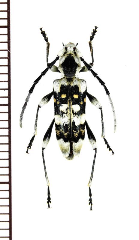 画像1: トラカミキリの一種　Anaglyptus sp.　♀　ベトナム北東部