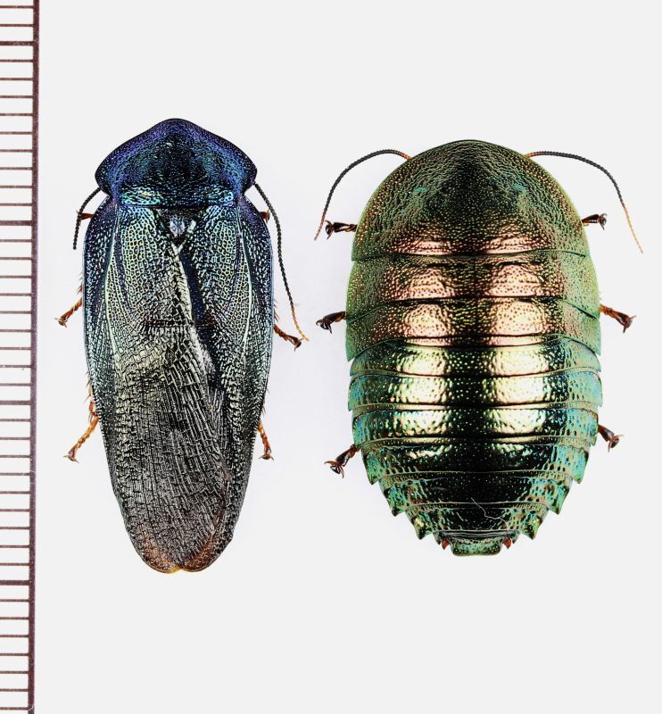 ニジイロゴキブリ Corydidarum magnifica ペア ベトナム北東部 - Insect Islands 〜南の島の昆虫標本屋さん〜