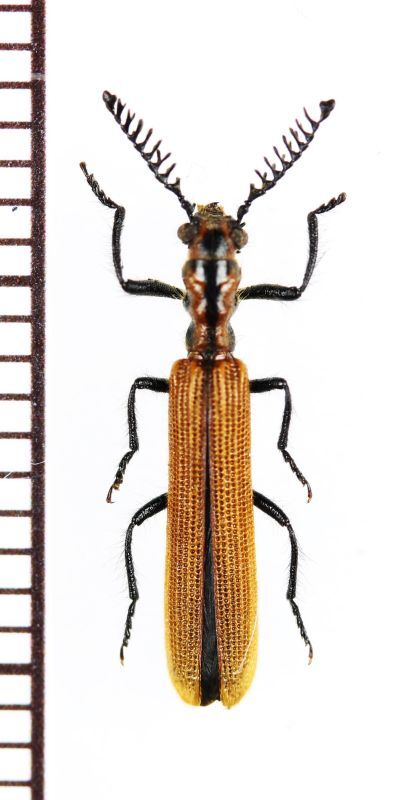 画像1: カッコウムシの一種 　Cleridae species 　ベトナム北中部