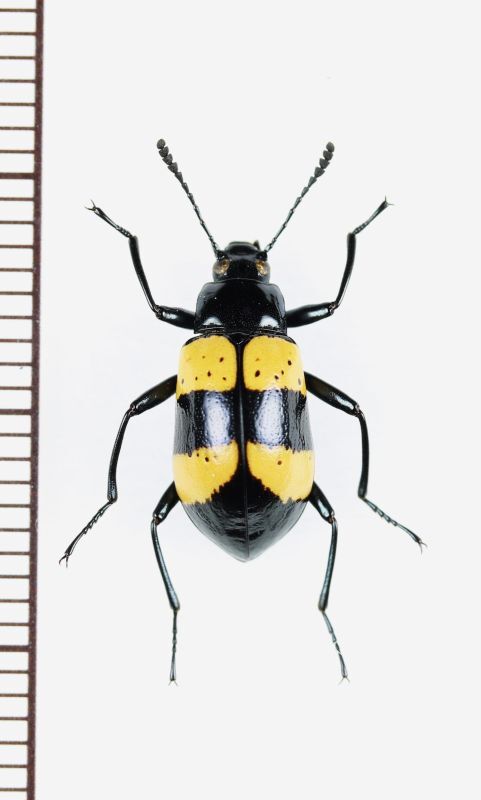 画像1: ゴミムシダマシの一種　Tenebrionidae species　ペルー