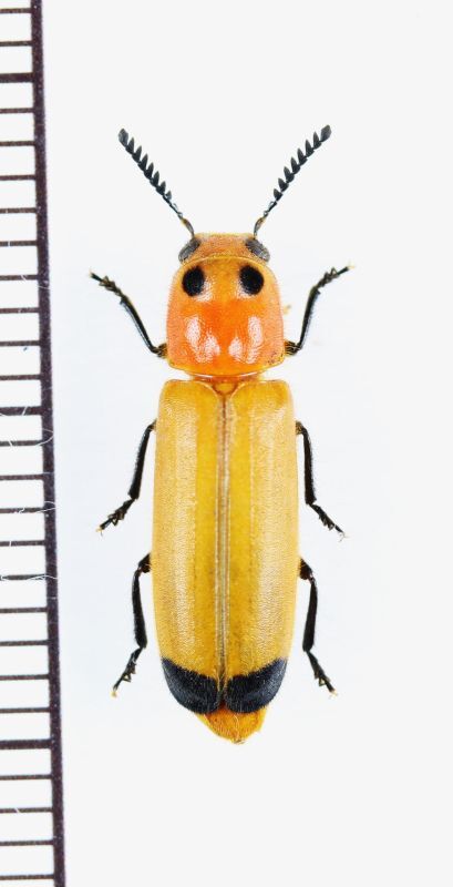 画像1: カッコウムシの一種 　Cleridae species 　ベトナム北中部