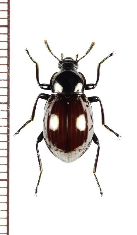 Photo1: ゴミムシダマシの一種　Tenebrionidae species　ベトナム北東部