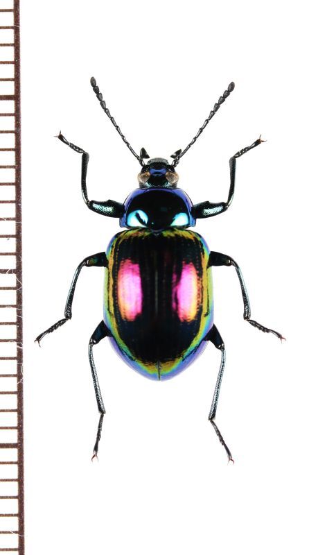 画像1: キマワリの一種　Amarygminae species　♀　ベトナム北東部