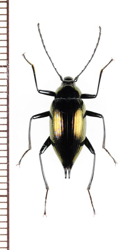 画像1: ゴミムシダマシの一種　Tenebrionidae species　フィリピン（ミンダナオ島）