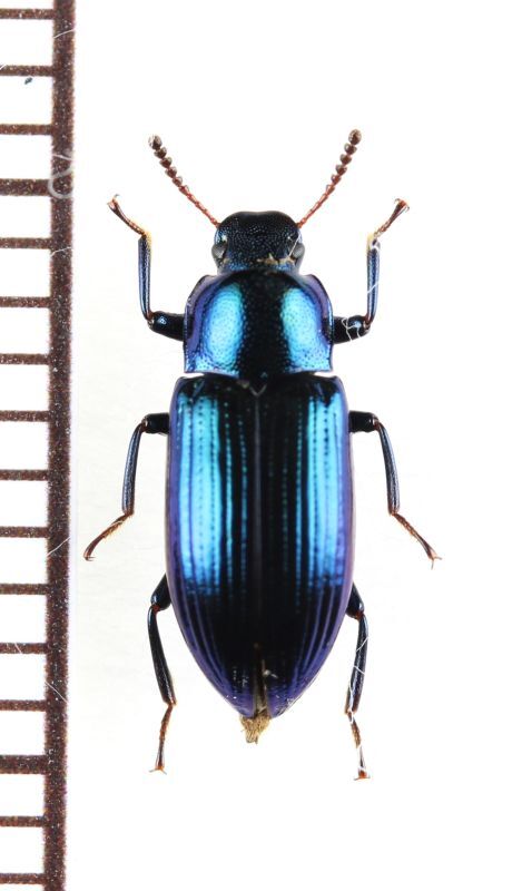 画像1: ゴミムシダマシの一種　Tenebrionidae species　フィリピン（ミンダナオ島）