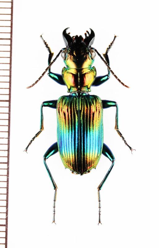 画像1: アトバゴミムシの一種　Catascopus sp.   マレーシア