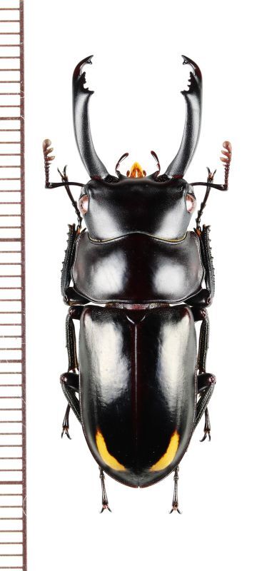 画像1: コクワガタの一種　Dorcus bisignatus rufonotatus　♂35.6mm　ベトナム北東部