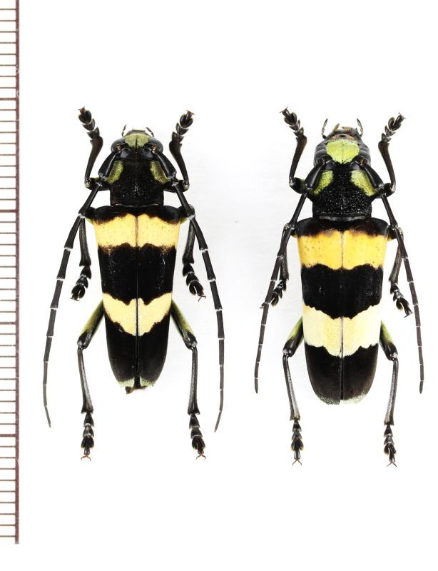 画像1: カミキリムシの一種 　Thermistis croceocincta　ペア　 ベトナム北東部