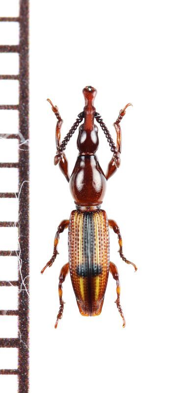 画像1: ミツギリゾウムシの一種　Brentidae species　フィリピン（ミンダナオ島）