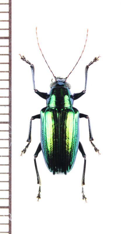 画像1: ハムシの一種　Chrysomeridae species　ペルー