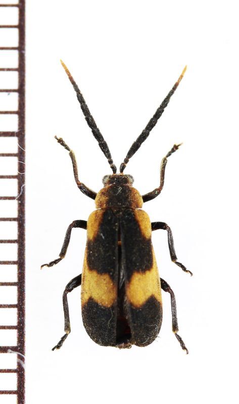 画像1: ベニボタル擬態のハムシの一種　Galerucini species　ペルー