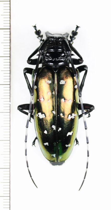 カミキリムシの一種 Anoplophora tonkinea ♀ ベトナム北東部 - Insect Islands 〜南の島の昆虫標本屋さん〜