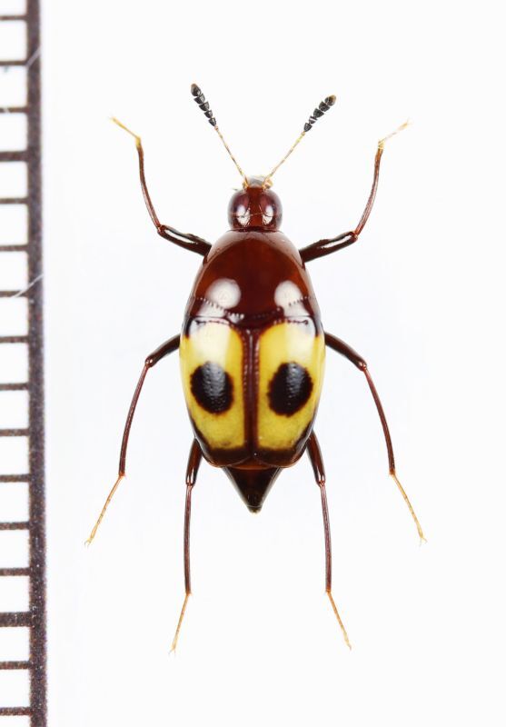 画像1: 眼状紋を持つデオキノコムシの一種　Scaphidiidae species　 ベトナム南部