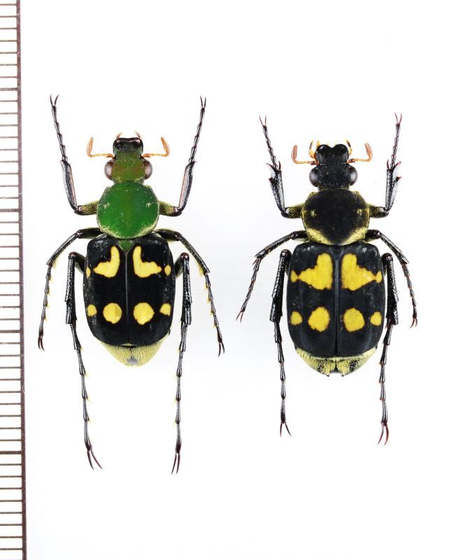 画像1: トラハナムグリの一種　Epitrichius bifasciatus　ペア　ベトナム北東部