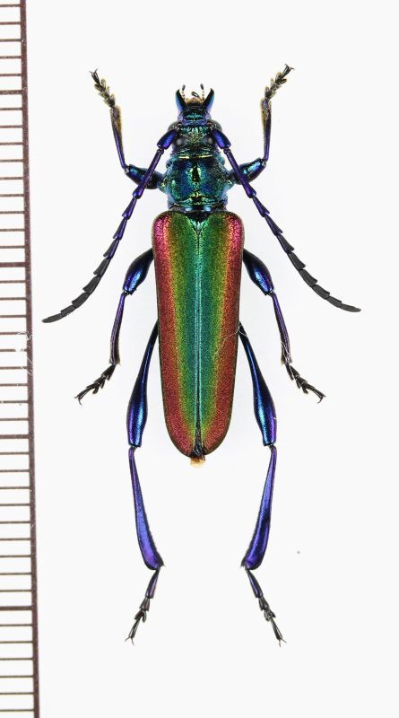 画像1: カミキリムシの一種 　Cerambycidae species　ベトナム中部