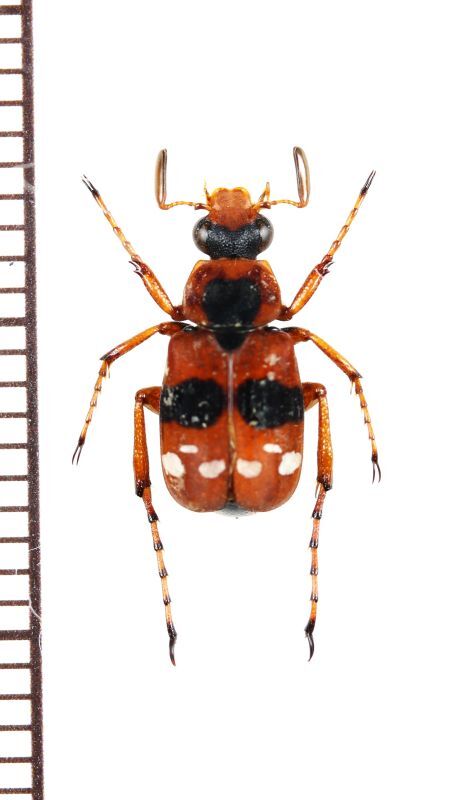 画像1: トラハナムグリの一種　Paratrichius rotundatus　♂　ラオス