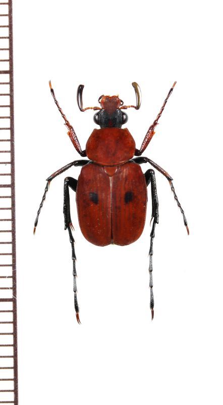 画像1: トラハナムグリの一種　Paratrichius cruentus　♂　ラオス