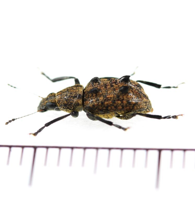 画像2: ヒゲナガゾウムシの一種　Anthribidae species　フィリピン(ルソン島)