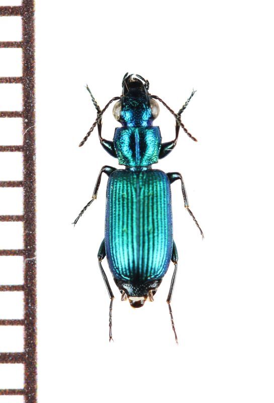 画像1: ゴミムシの一種　Carabidae species　ベトナム中部