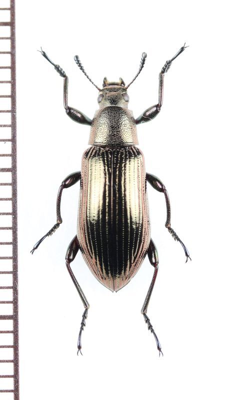 画像1: ゴミムシダマシの一種　Tenebrionidae species　インドネシア（ボルネオ島）