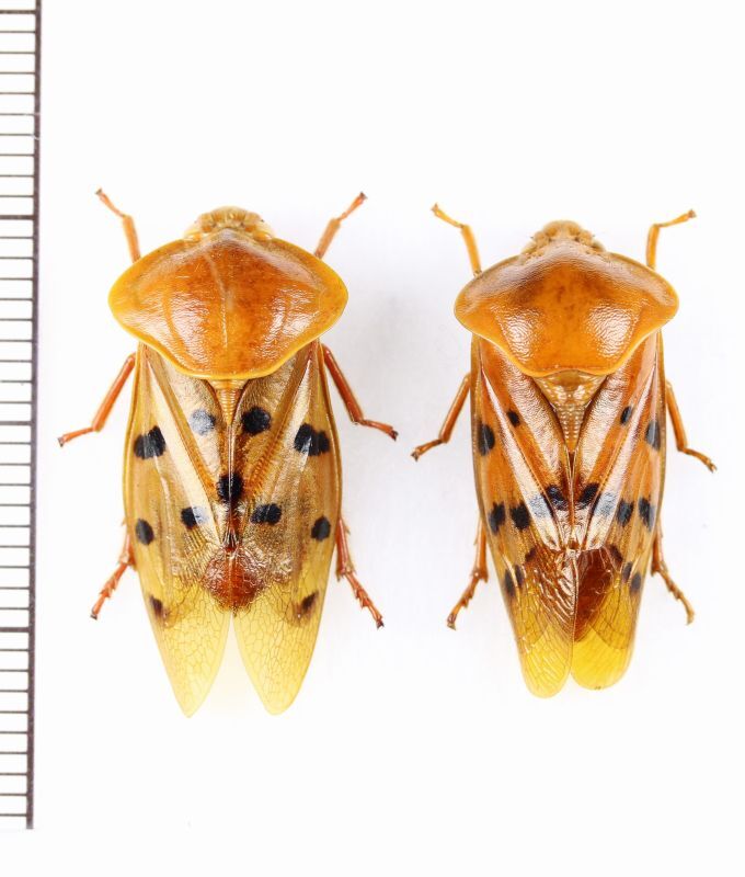 画像1: コガシラアワフキの一種　Cercopidae species　ペア　インドネシア（ボルネオ島）