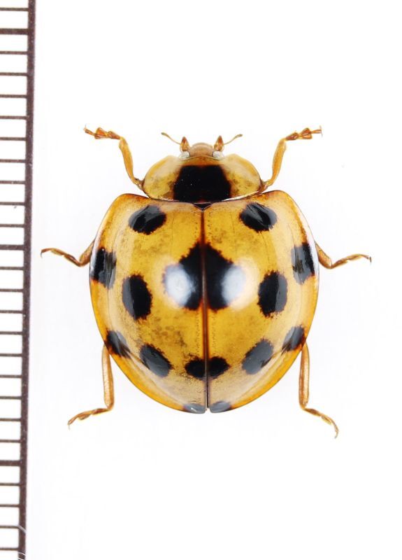 画像1: テントウムシの一種　 Coccinellidae species　インドネシア(ボルネオ島)