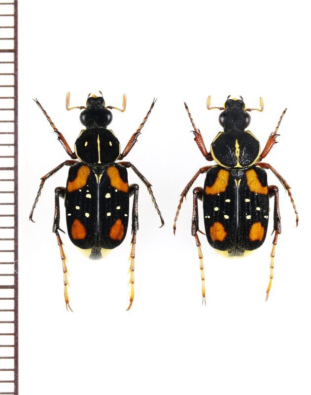 画像1: トラハナムグリの一種　Paratrichius flavipes　ペア　ベトナム北東部