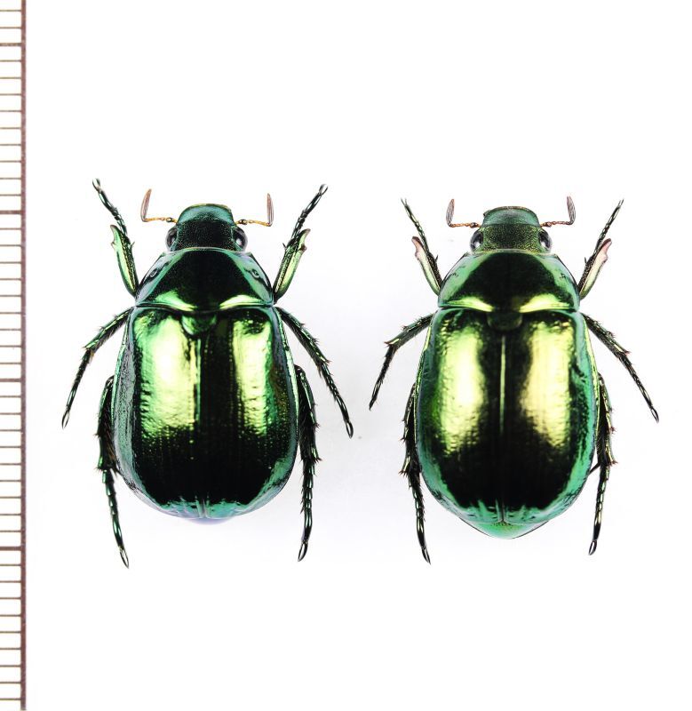 画像1: コガネムシ　ペア　鹿児島