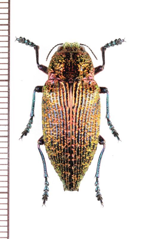 画像1: タマムシの一種　 Buprestidae species　♂　ベトナム北東部