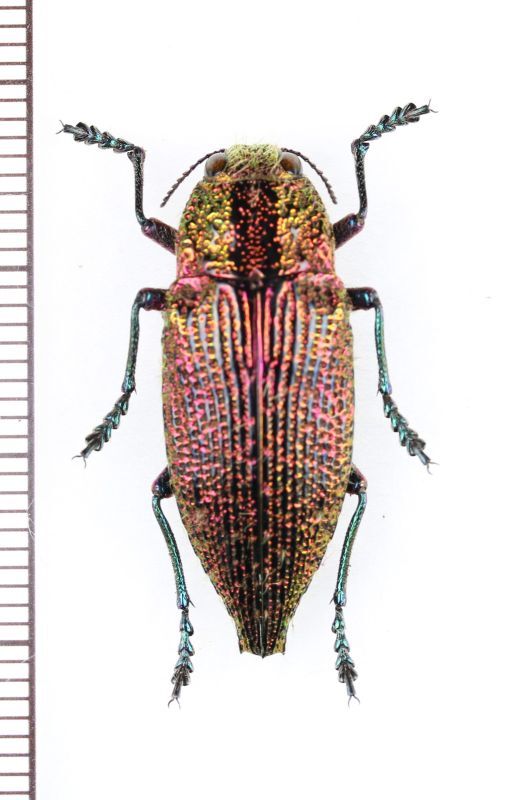 画像1: タマムシの一種　 Buprestidae species　♂　ベトナム北東部