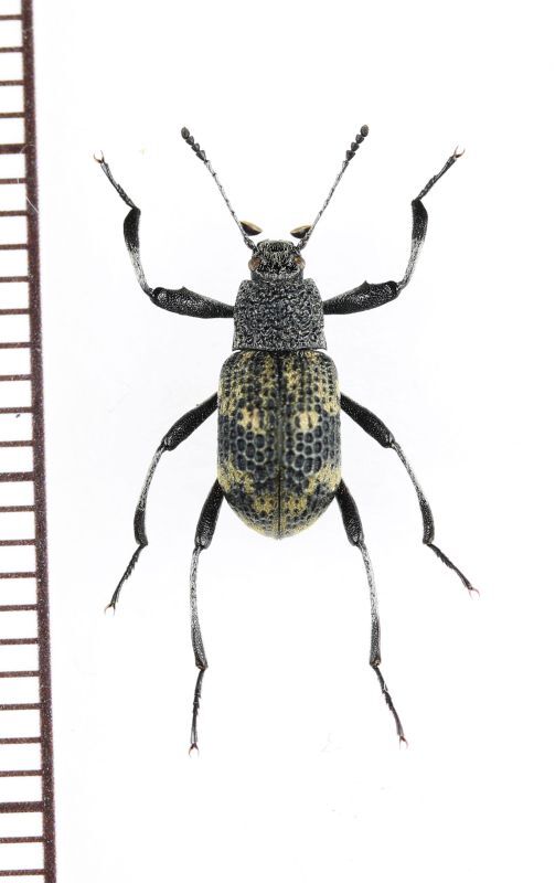 画像1: ゴミムシダマシの一種　Tenebrionidae species　ベトナム北東部