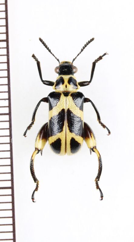 画像1: カタビロハムシの一種　Megalopodinae species　 ベトナム北東部