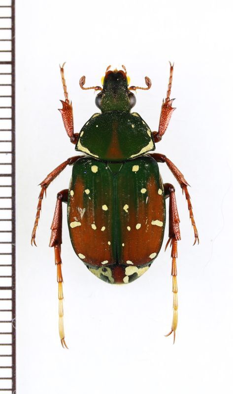 画像1: トラハナムグリの一種　Agnorimus sp.　♀　ベトナム北東部