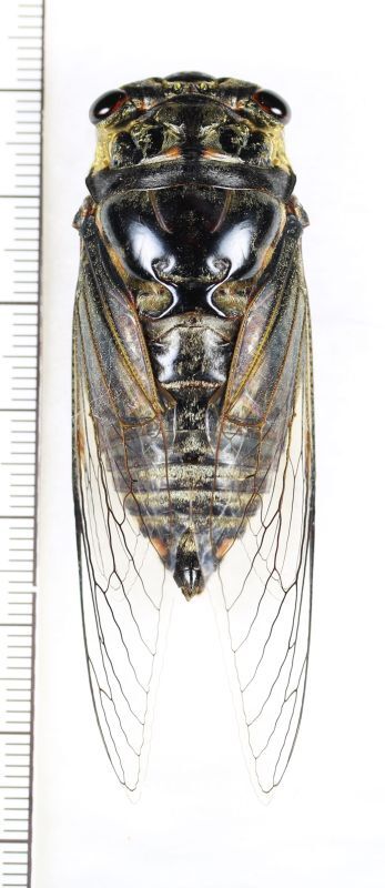 画像1: ヤエヤマクマゼミ　老熟個体　♂　石垣島
