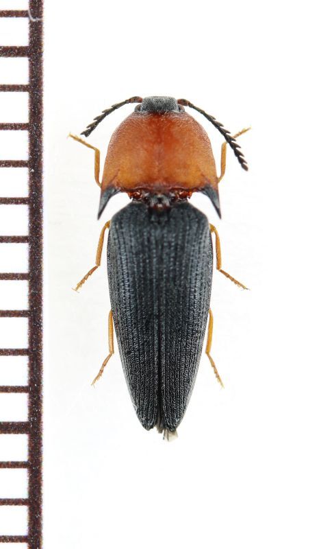 画像1: コメツキムシの一種　Elateridae species　♀　フィリピン（パラワン島）