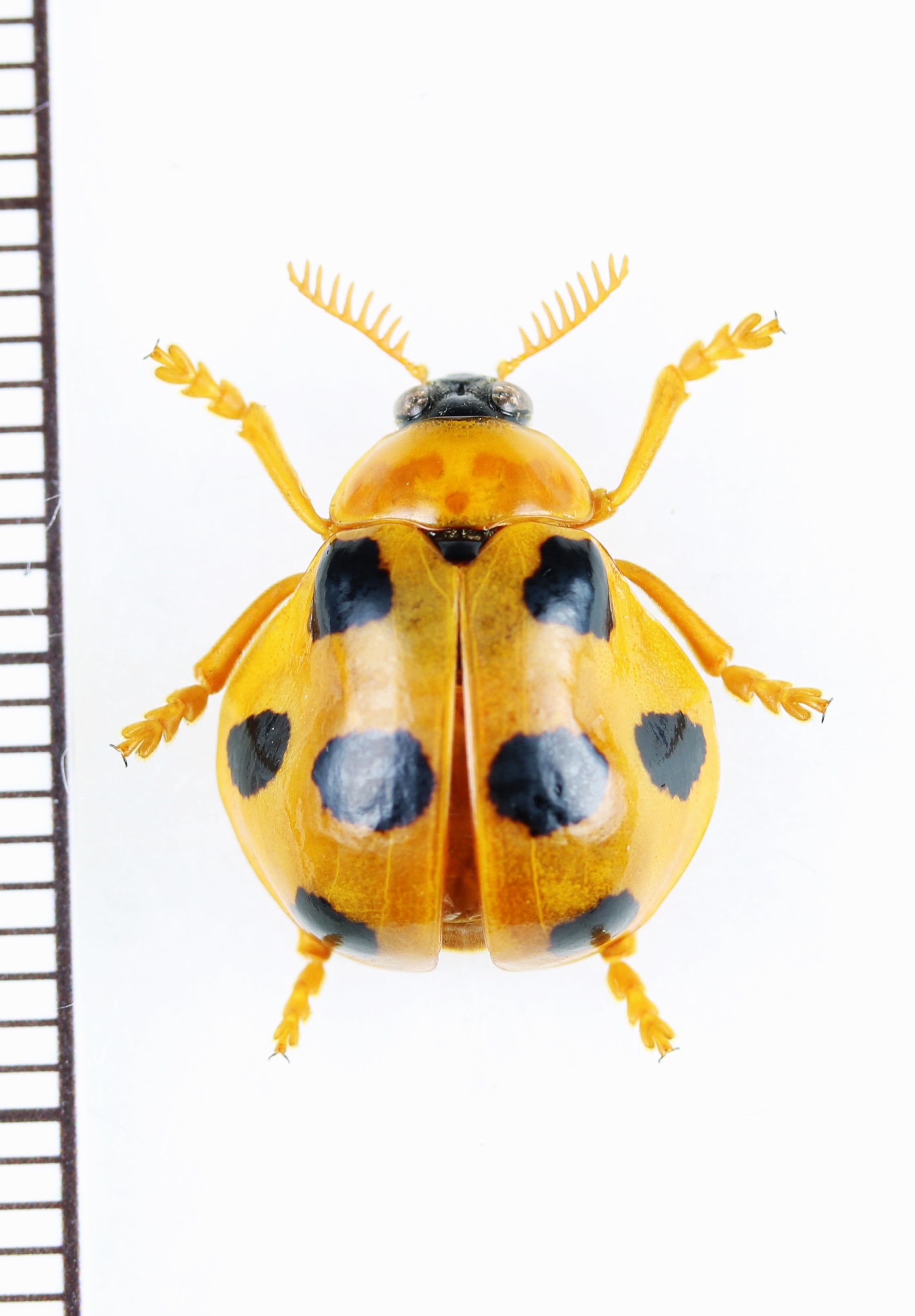 画像1: テントウムシ擬態のナガツツハムシの一種　Clytrasoma balyi　インドネシア（ボルネオ島）