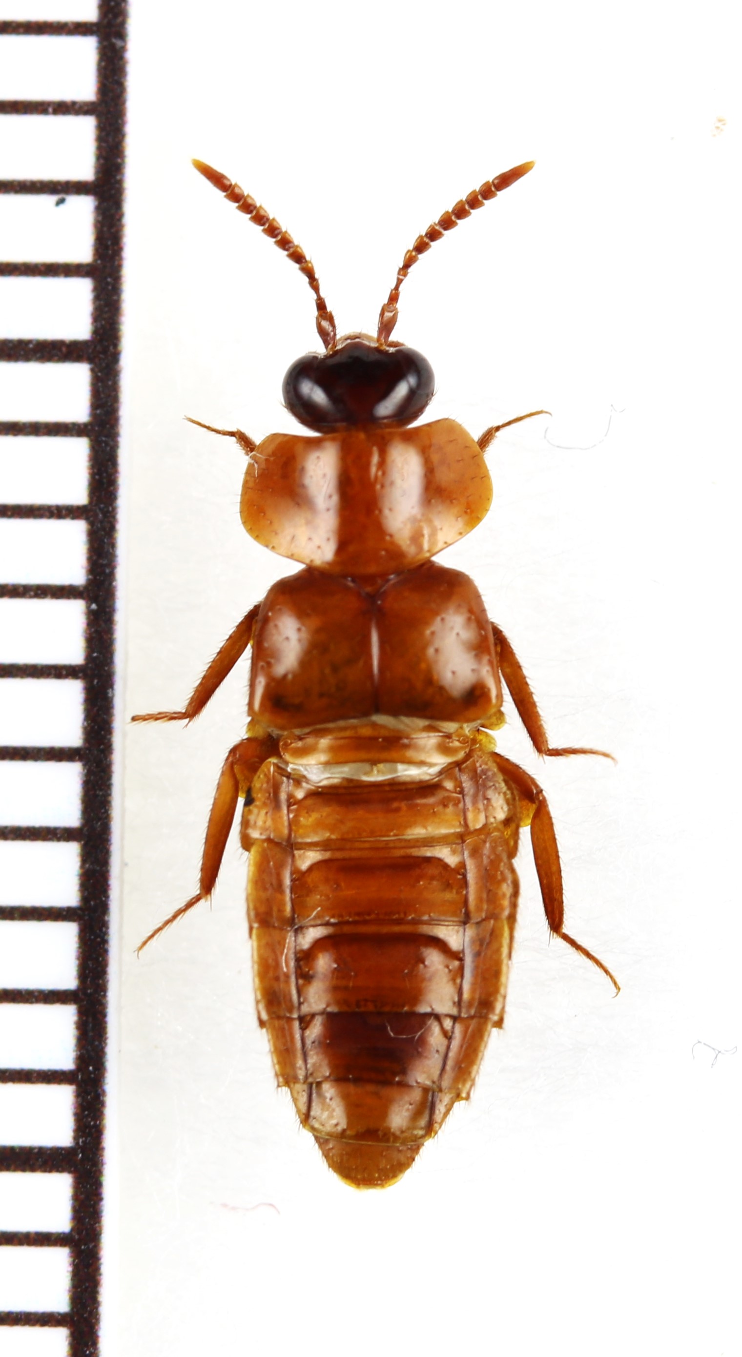 画像1: 好蟻性ハネカクシの一種　Myrmecophilous Staphylinidae species　タイ