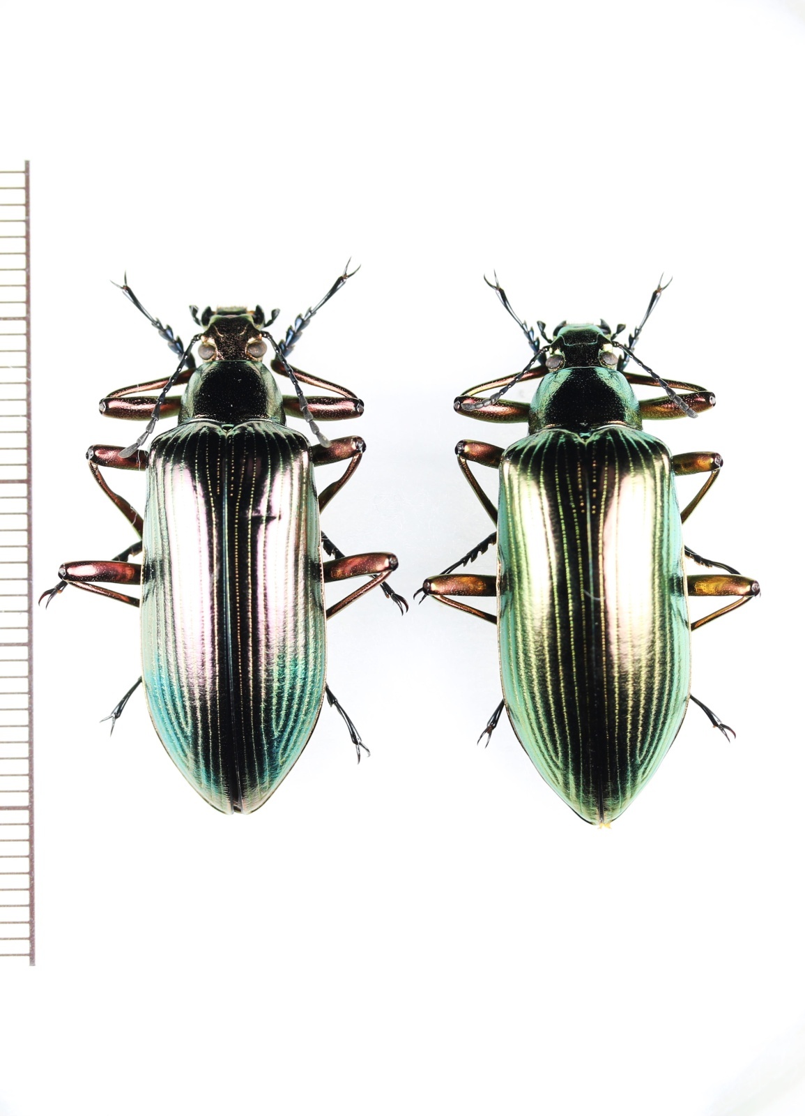 画像1: ゴミムシダマシの一種　Falsocamaria sp.　ペア　ベトナム中部