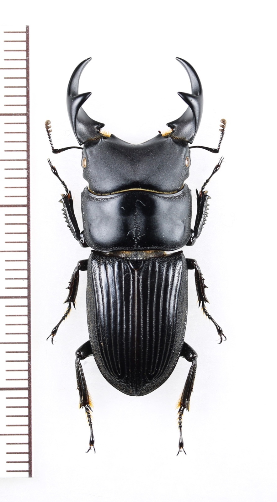 画像1: ネブトクワガタの一種　Aegus sp.　♂37mm　ベトナム北東部