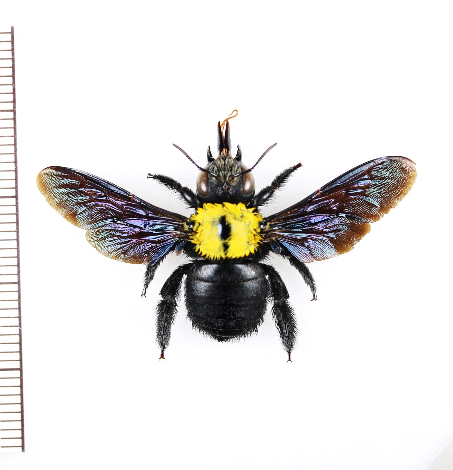 画像1: クマバチの一種　Xylocopa sp.　♀　ペルー