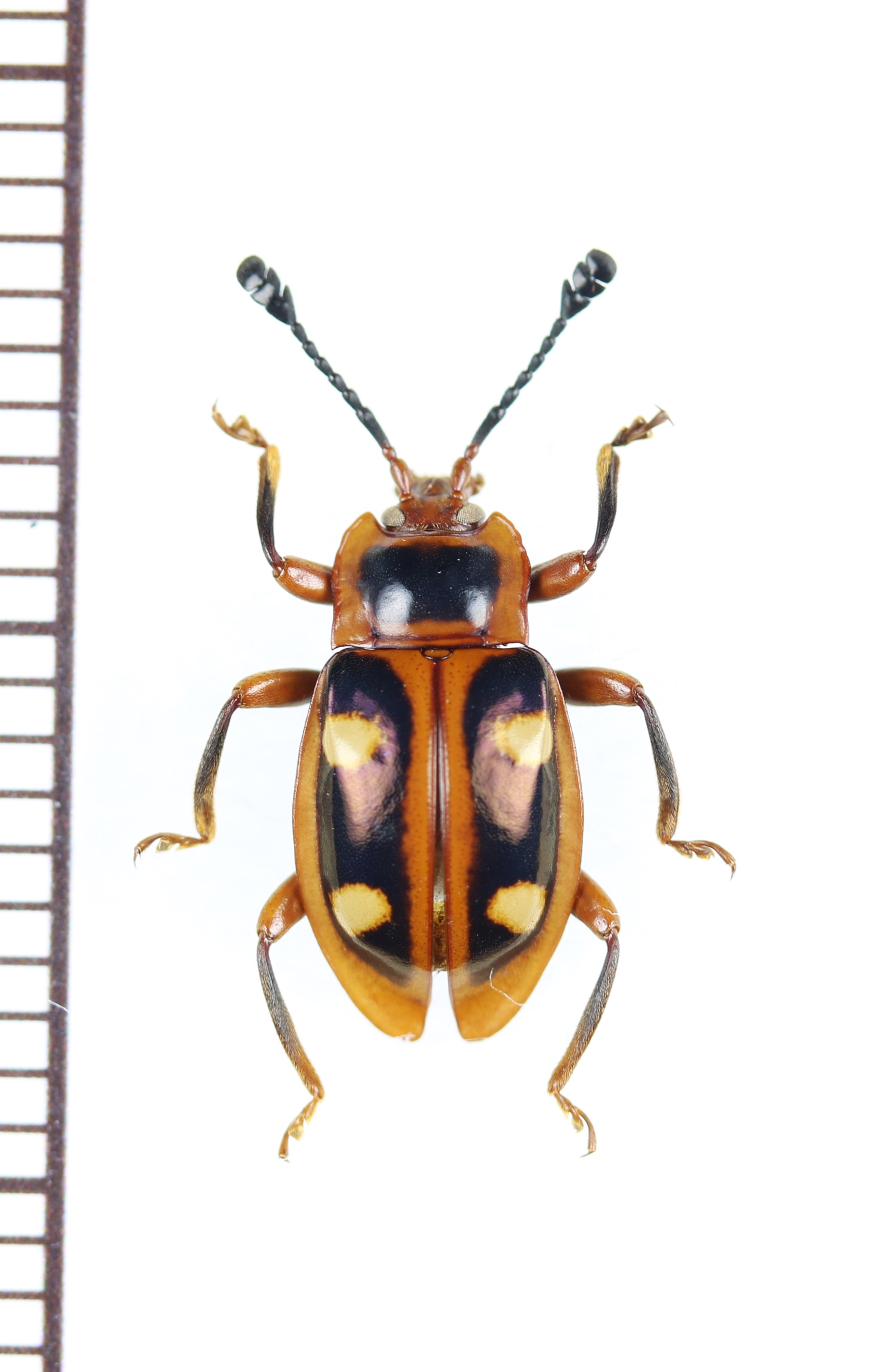 画像1: テントウムシダマシの一種　Eumorphus sp.　♀　インドネシア（ジャワ島）