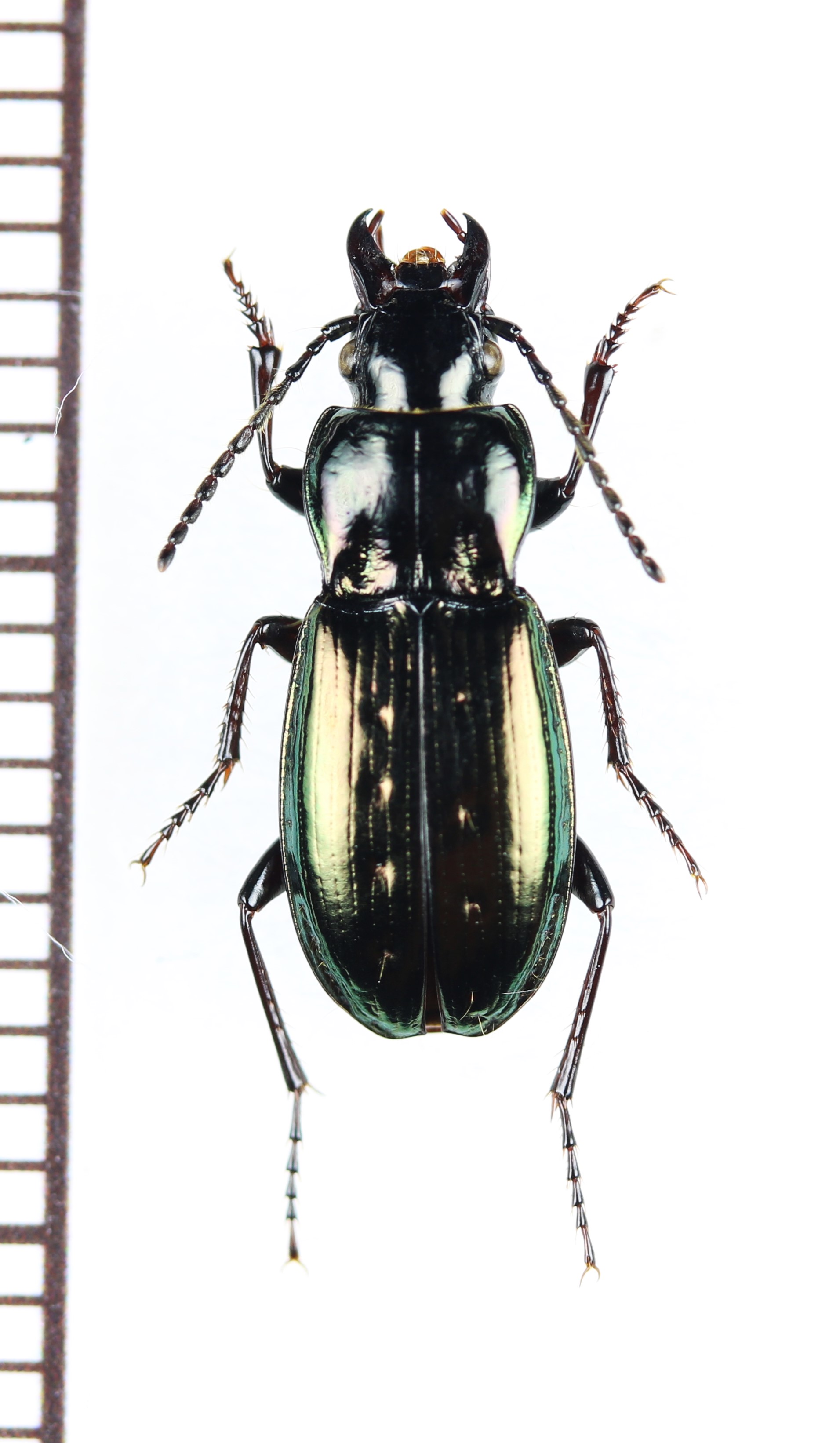 画像1: ゴミムシの一種　Pterostichus jurinei heydeni　ウクライナ