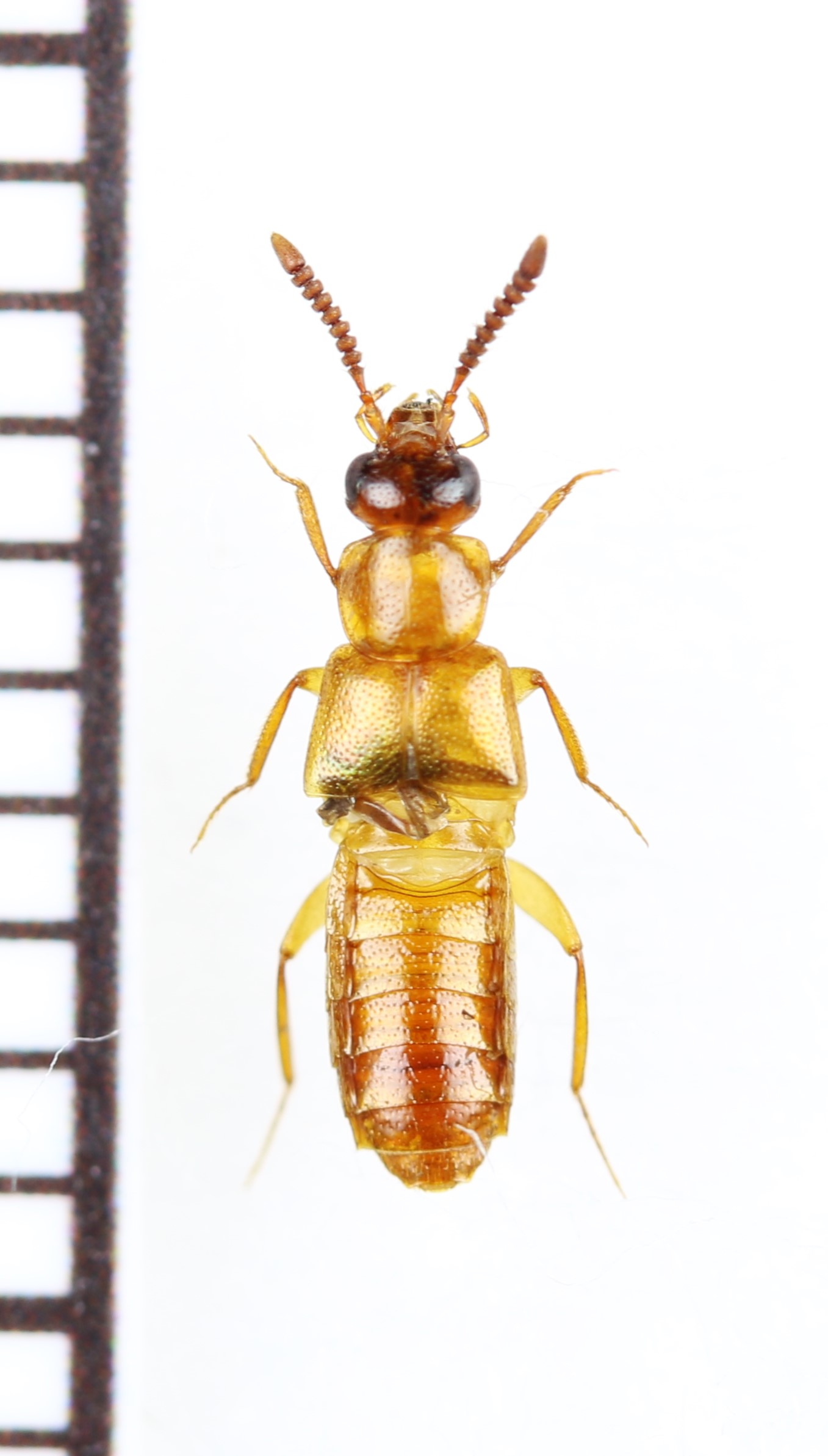 画像1: ハネカクシの一種　Staphylinidae species　ジンバブエ