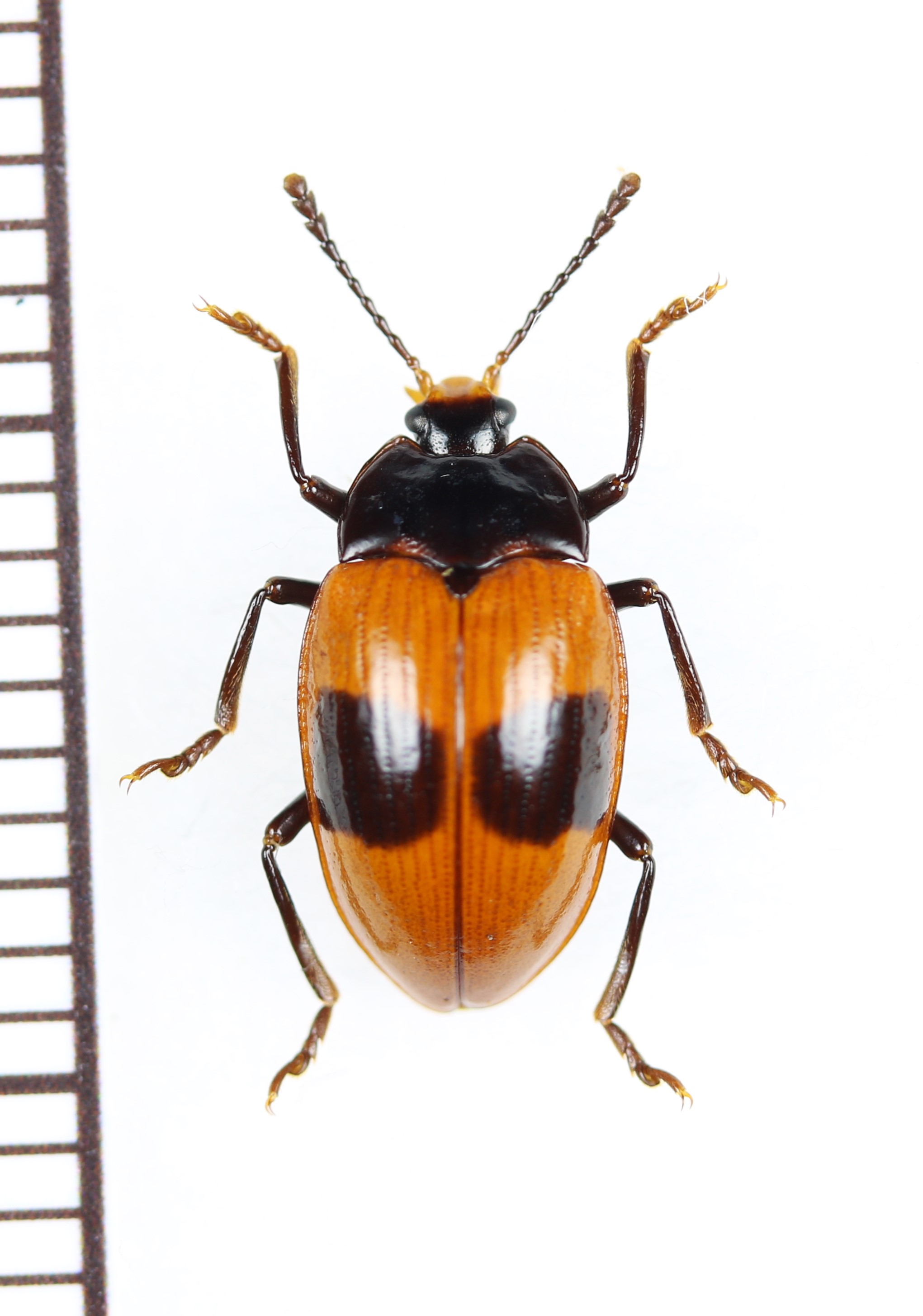 画像1: ゴミムシダマシの一種　Tenebrionidae species　エクアドル