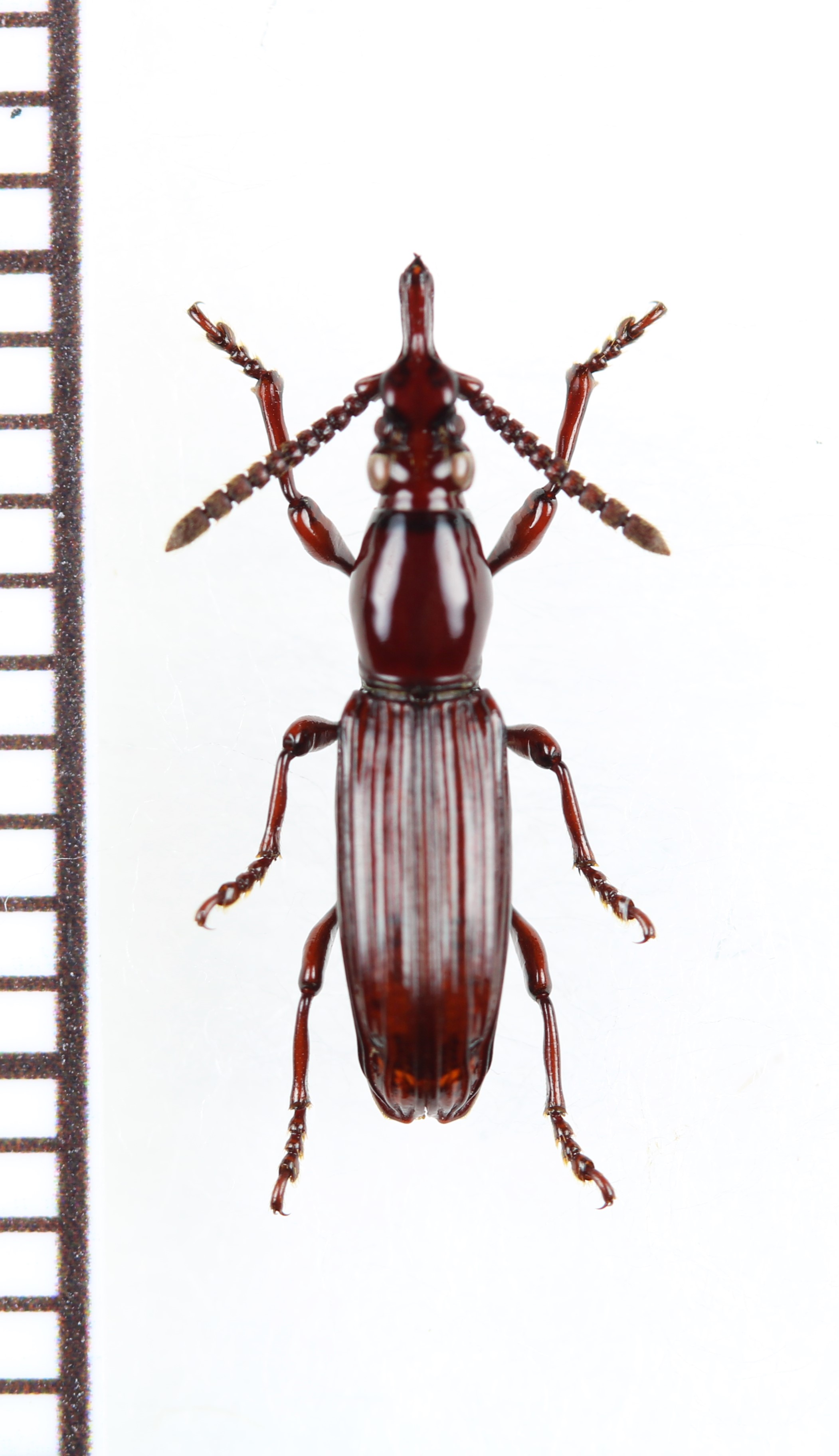 画像1: 好蟻性オニミツギリゾウムシの一種　Eremoxenini species　♀　フィリピン（パラワン島）