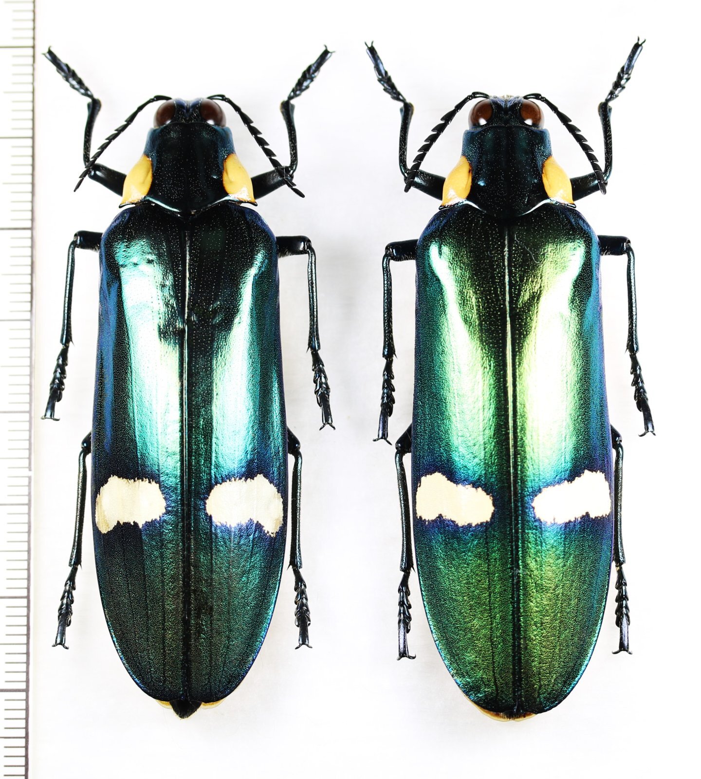 画像1: オオルリタマムシの一種　　Megaloxantha bicolor nigricornis　ペア　インドネシア（スマトラ島）