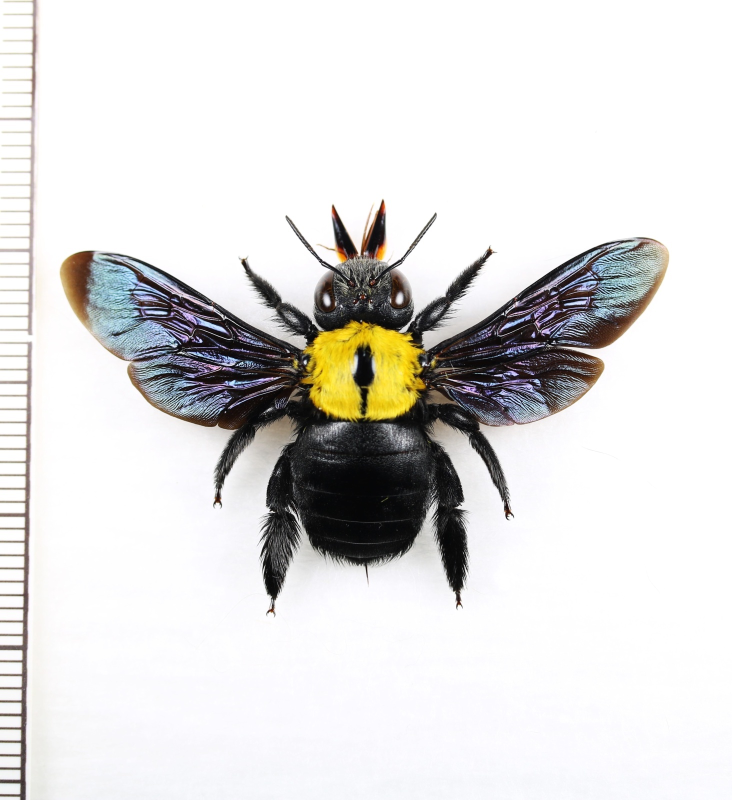 画像1: クマバチの一種　Xylocopa aestuans　♀　 インドネシア（ジャワ島）