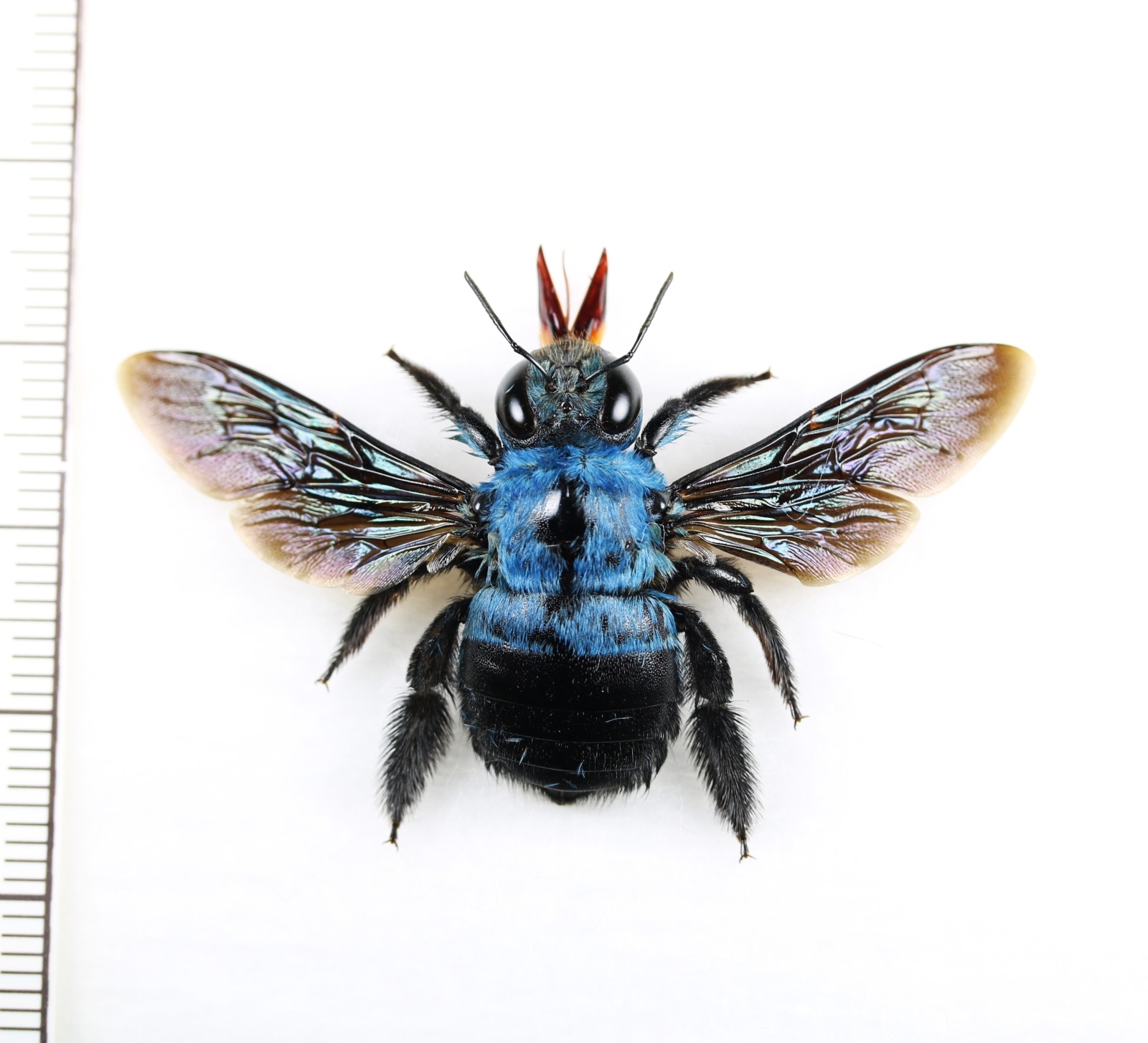 画像1: クマバチの一種　Xylocopa caerulea　♀　 インドネシア（ジャワ島）